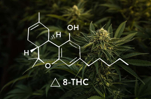 Synthetic Pot: The Future of Delta 8 and Other THC Isomers